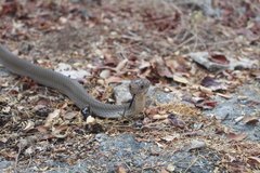 Masticophis mentovarius mentovarius