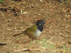 Pipilo maculatus × ocai