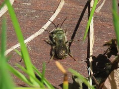 Osmia georgica