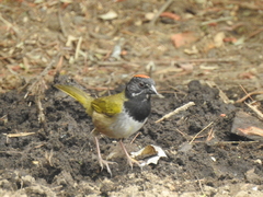 Pipilo maculatus × ocai