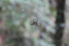 Acrosomoides acrosomoides