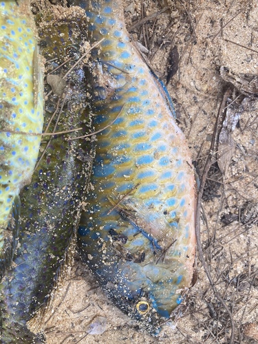 Blue-barred Parrotfish
