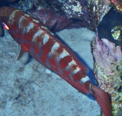 Heteropriacanthus cruentatus
