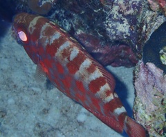 Heteropriacanthus cruentatus