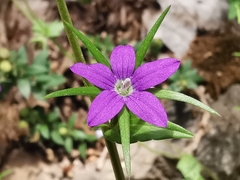 Legousia falcata