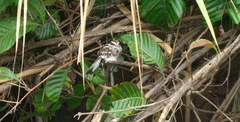 Hydropsalis climacocerca