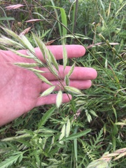 Bromus lanceolatus
