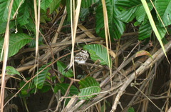 Hydropsalis climacocerca