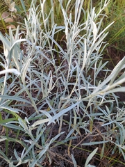 Achyrocline saturejoides