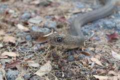 Masticophis mentovarius mentovarius