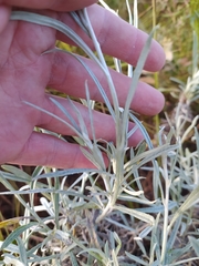 Achyrocline saturejoides