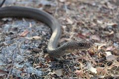Masticophis mentovarius mentovarius