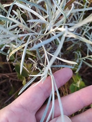 Achyrocline saturejoides