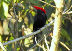 Antilophia galeata