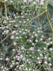 Eriogonum giganteum