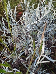 Achyrocline saturejoides