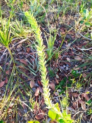 Stachytarpheta longispicata