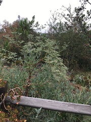 Eriogonum giganteum