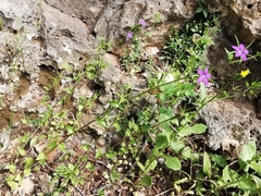 Legousia falcata
