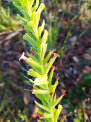 Stachytarpheta longispicata