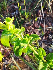 Stachytarpheta longispicata