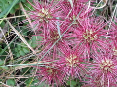 Acaena microphylla