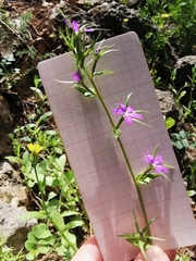 Legousia falcata
