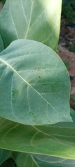 Calotropis procera