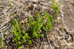 Asplenium cuneifolium