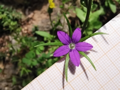 Legousia falcata