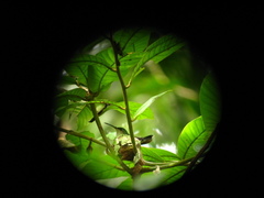 Campylopterus largipennis