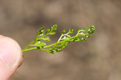 Asplenium cuneifolium