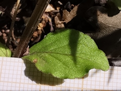 Legousia falcata