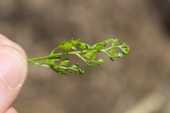 Asplenium cuneifolium