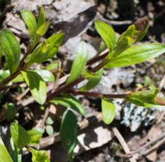 Chamaenerion angustifolium