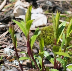 Chamaenerion angustifolium