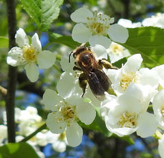 Andrena dunningi