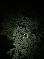 Philothamnus punctatus