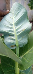 Calotropis procera