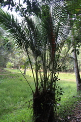 Dypsis fibrosa