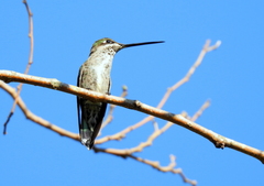 Heliomaster squamosus