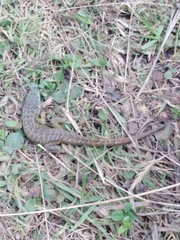 Stenocercus guentheri