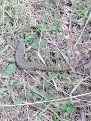 Stenocercus guentheri