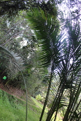 Dypsis fibrosa