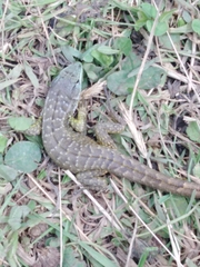 Stenocercus guentheri