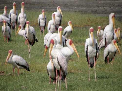Yellow-billed Stork