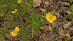 Ranunculus cassubicus