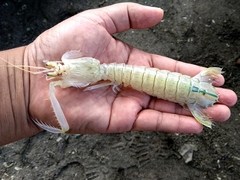 Harpiosquilla raphidea