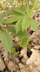 Ranunculus cassubicus