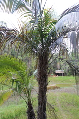 Dypsis fibrosa